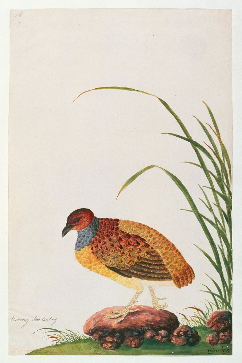 Langnæbbet Agerhøne, fra Tegninger af Fugle fra Malacca, ca. 1805-18 (wc på papir) af Chinese School