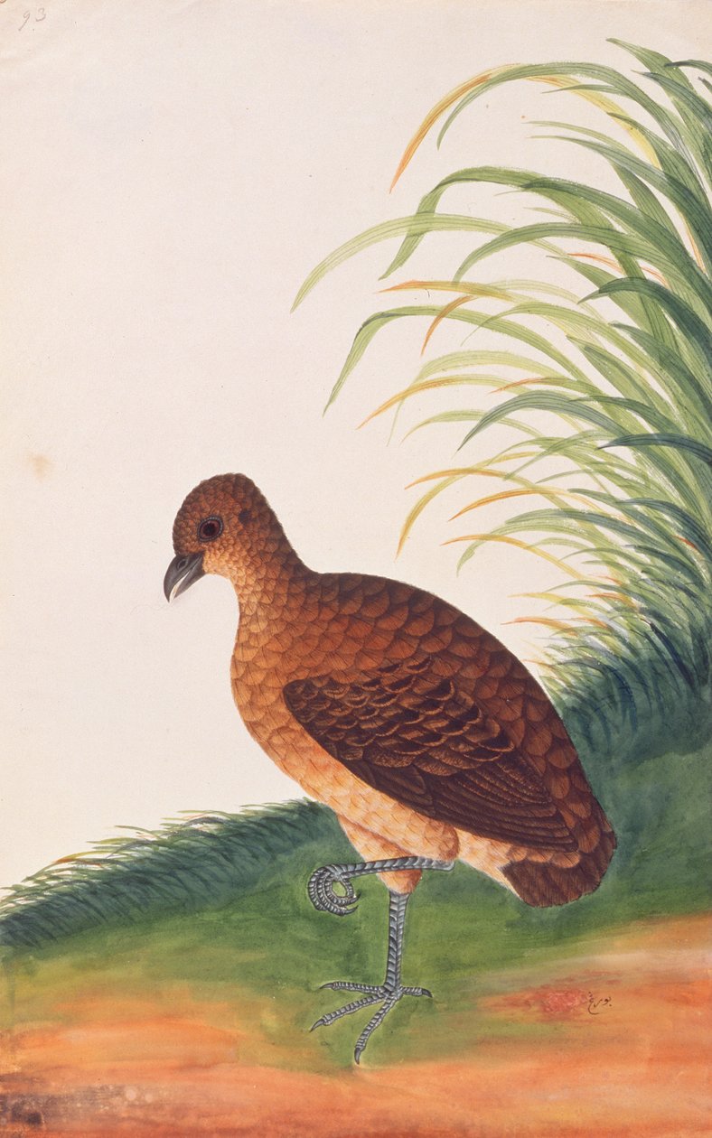 Langnæbbet Agerhøne, fra Tegninger af Fugle fra Malacca, ca. 1805-18 (wc på papir) af Chinese School