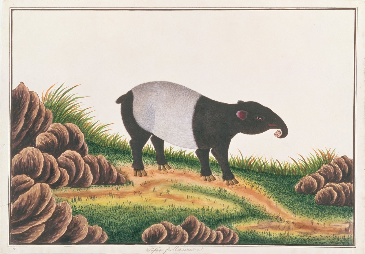 Malayan Tapir, fra tegninger af dyr, insekter og krybdyr fra Malacca, ca. 1805-18 (wc & gouache på papir) af Chinese School