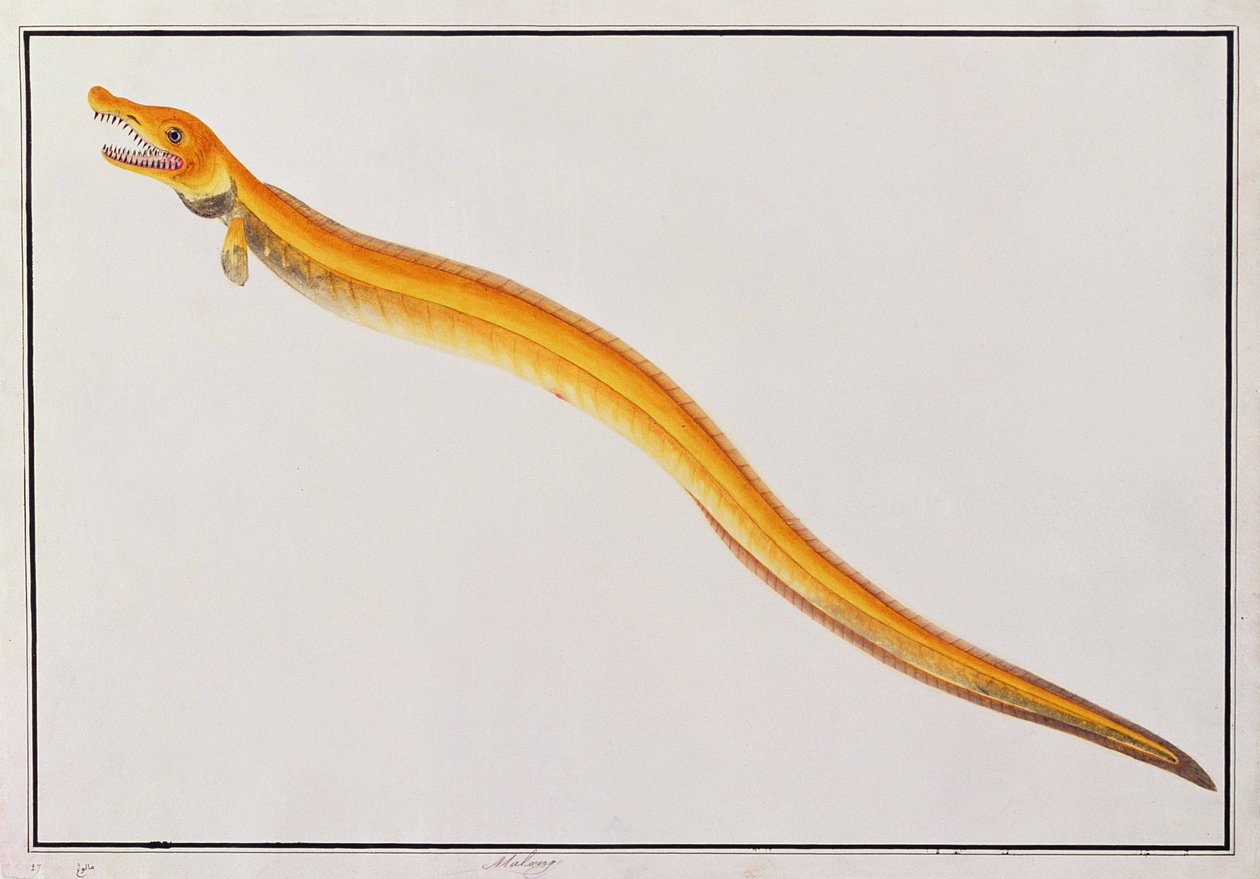 Malong, fra tegninger af dyr, insekter og krybdyr fra Malacca, ca. 1805-18 (wc og gouache på papir) af Chinese School