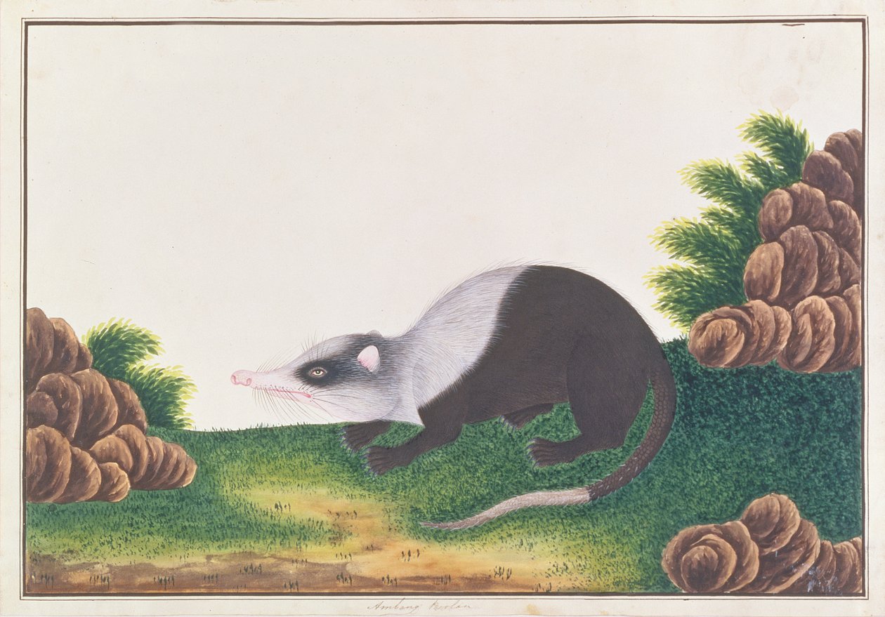 Moonrat, fra Tegninger af dyr, insekter og krybdyr fra Malacca, ca. 1805-18 (wc & gouache på papir) af Chinese School
