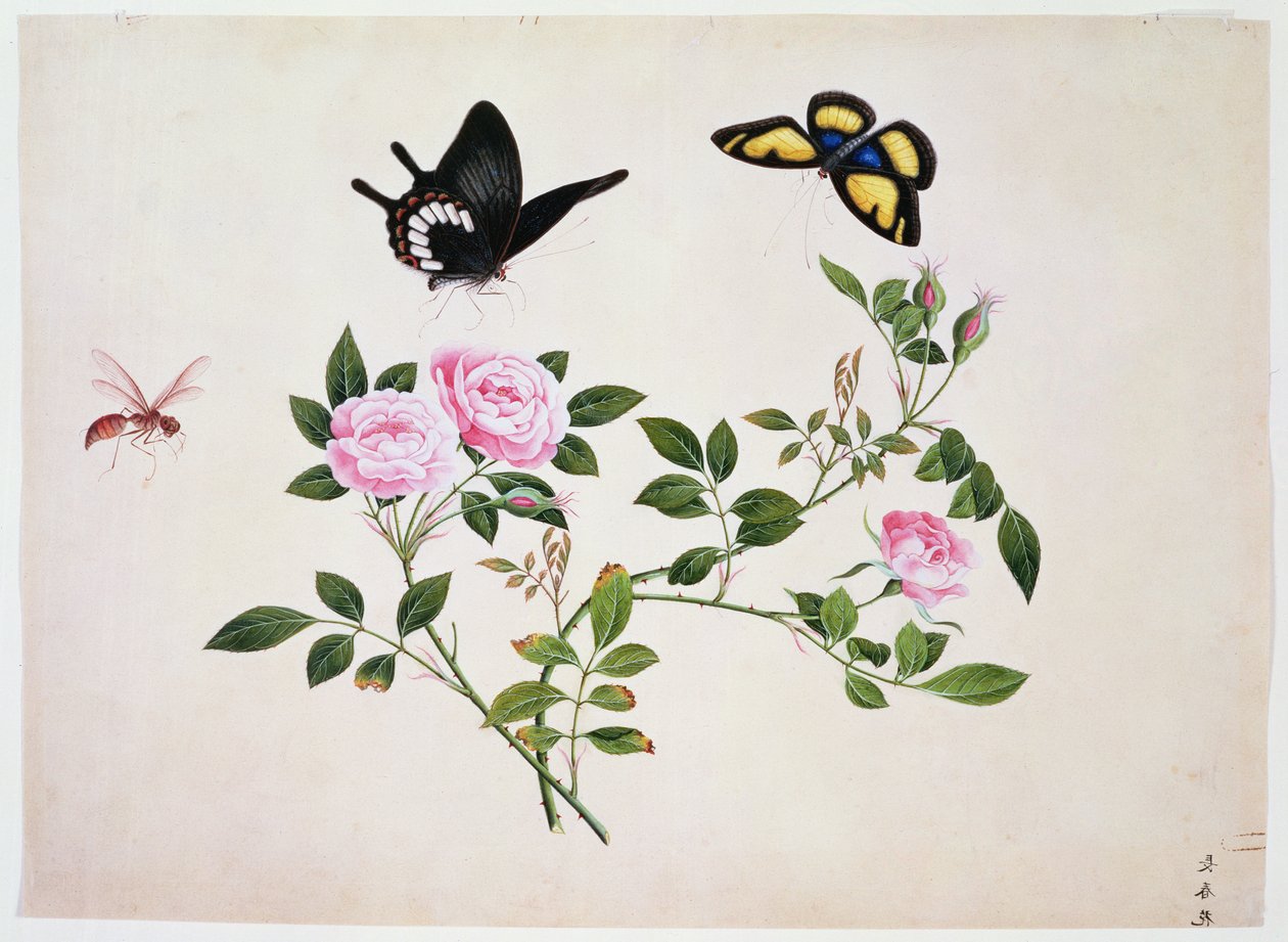PD.273-1973 Roser i knop og blomst med sommerfugle og insekter (gouache) af Chinese School