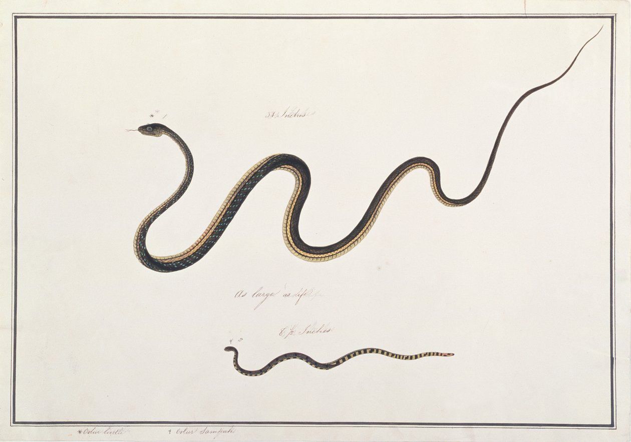 Malet bronzebag med båndet malayansk koralslange, fra tegninger af dyr, insekter og krybdyr fra Malacca, ca. 1805-18 (wc & gouache på papir) af Chinese School