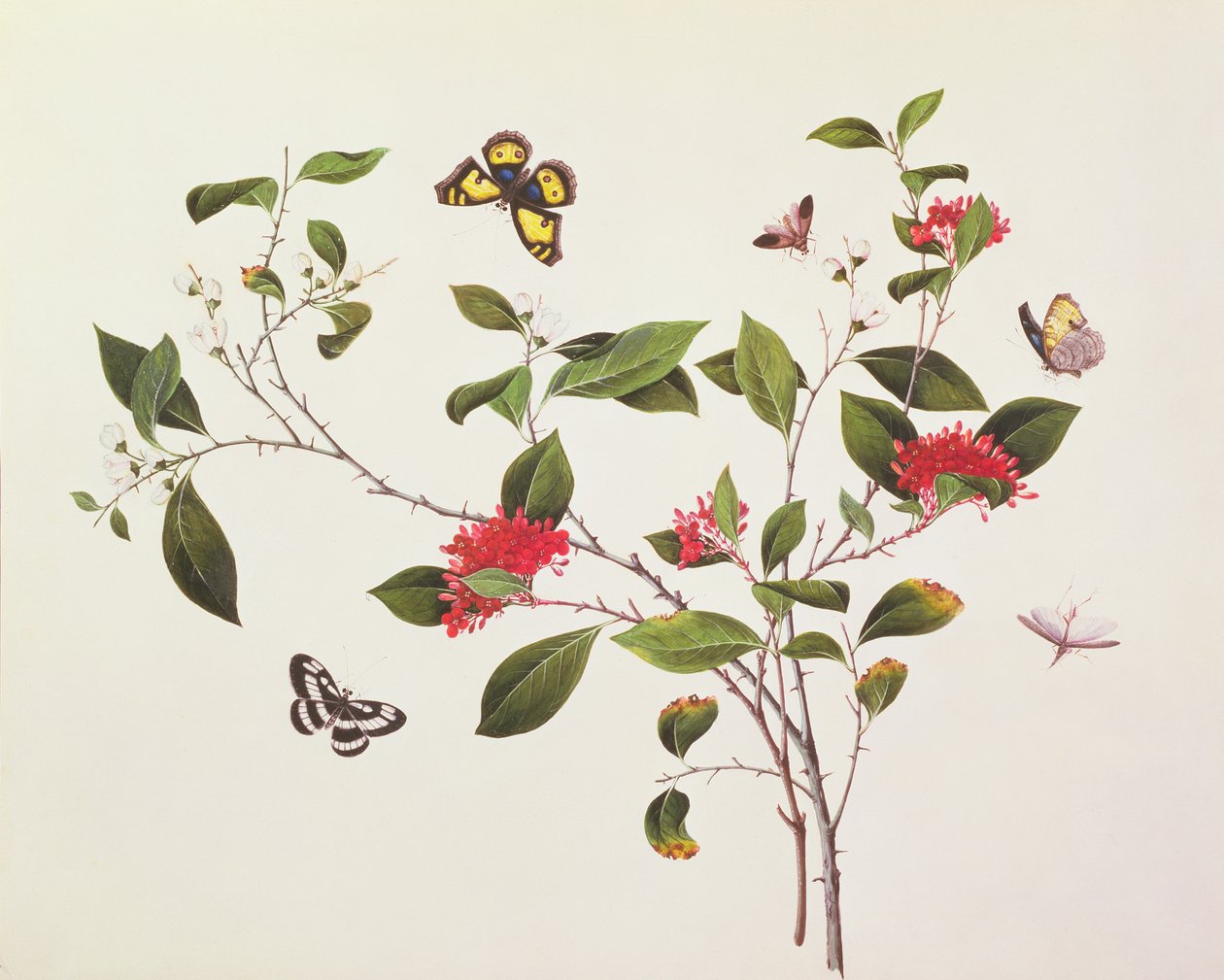 Plantestudie med sommerfugle og insekter, ca. 1800 af Chinese School