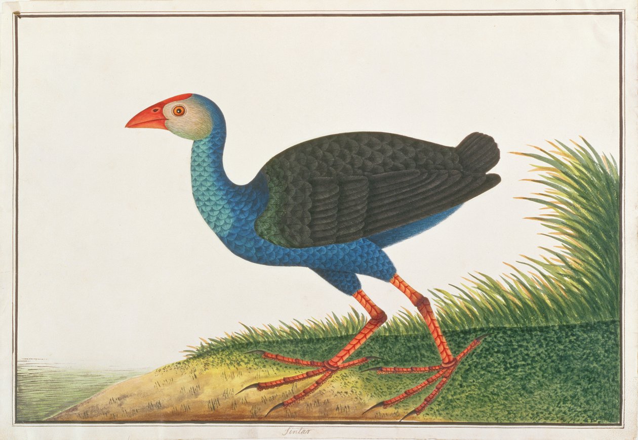 Purple Swamphen, fra Tegninger af Fugle fra Malacca, ca. 1805-18 (wc på papir) af Chinese School
