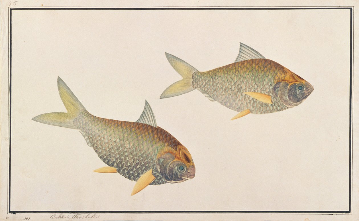 Shad, fra tegninger af fisk fra Malacca, ca. 1805-18 (wc på papir) af Chinese School