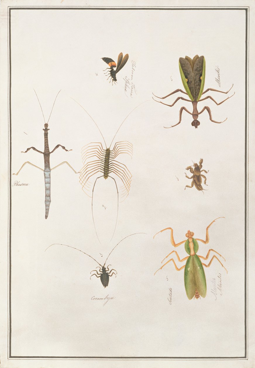 Seks leddyr, fra tegninger af dyr, insekter og krybdyr fra Malacca, ca. 1805-18 (wc og gouache på papir) af Chinese School
