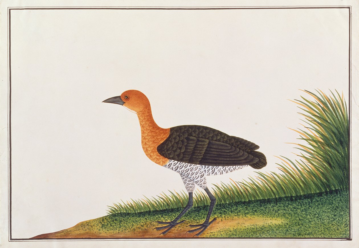 Slaty-legged Crake, fra tegninger af fugle fra Malacca, ca. 1805-18 (wc på papir) af Chinese School