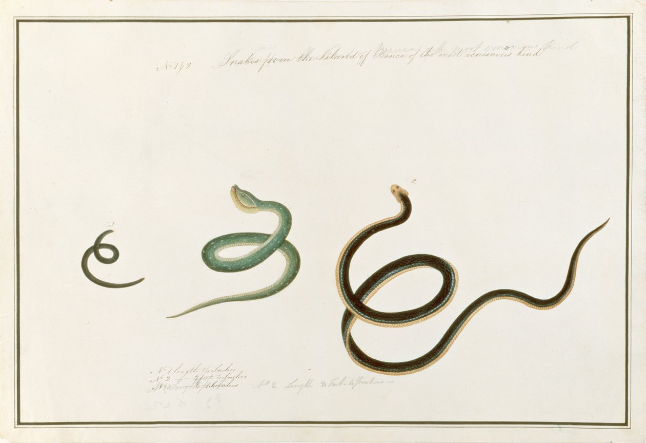 Slanger danner øen Banca af den giftigste slags, af tegninger af dyr, insekter og krybdyr fra Malacca, ca. 1805-18 (wc og gouache på papir) af Chinese School