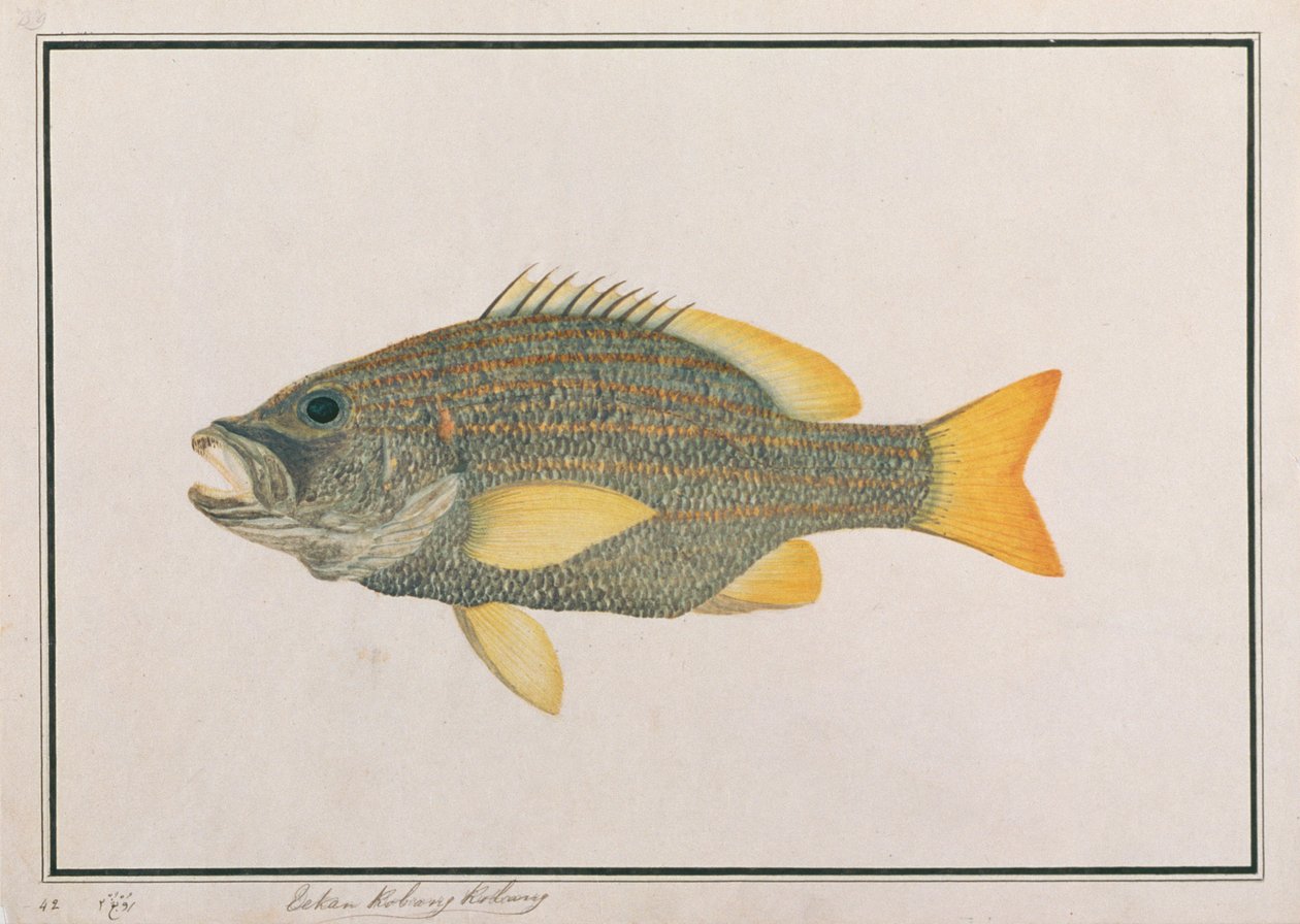 Spansk flagsnapper, fra tegninger af fisk fra Malacca, ca. 1805-18 (wc på papir) af Chinese School