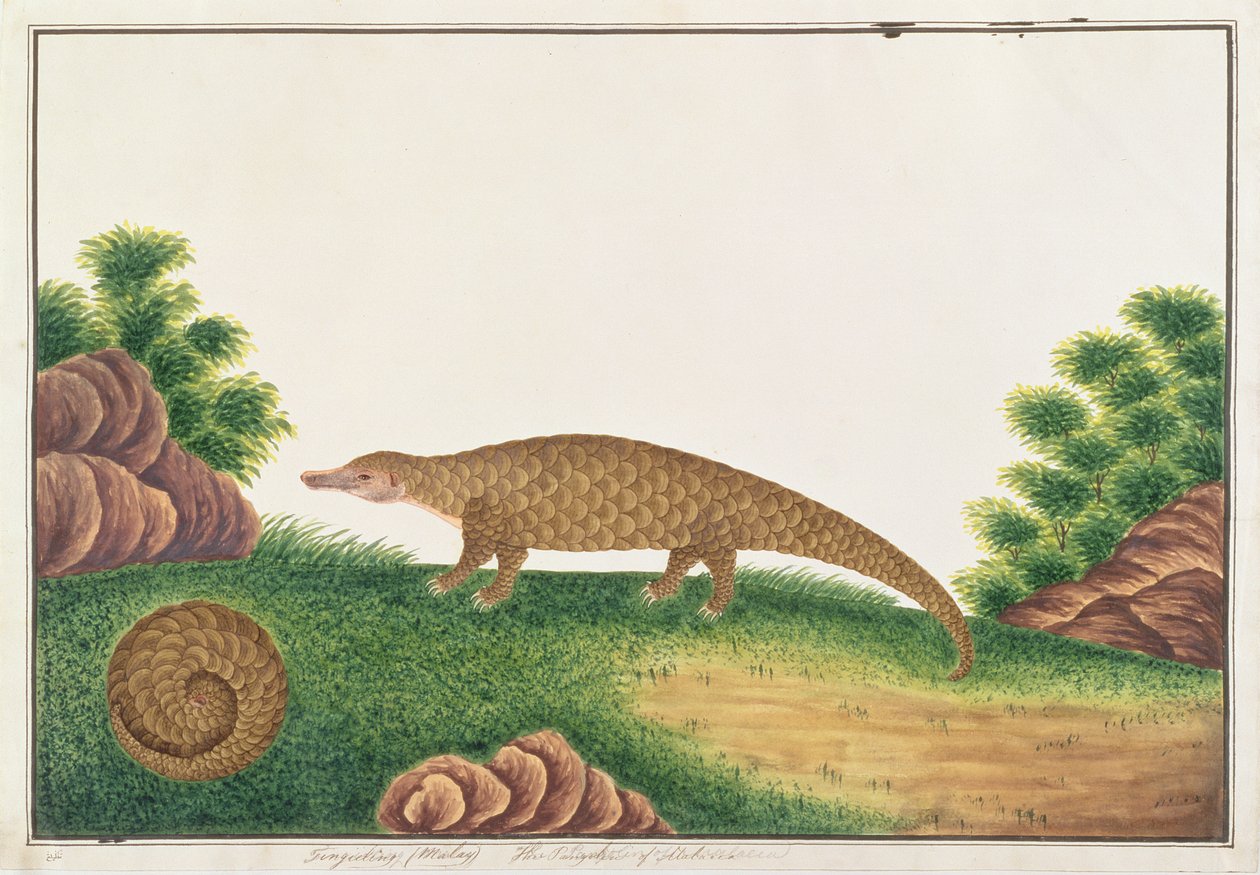 Sunda Pangolin, fra Tegninger af dyr, insekter og krybdyr fra Malacca, ca. 1805-18 (wc & gouache på papir) af Chinese School