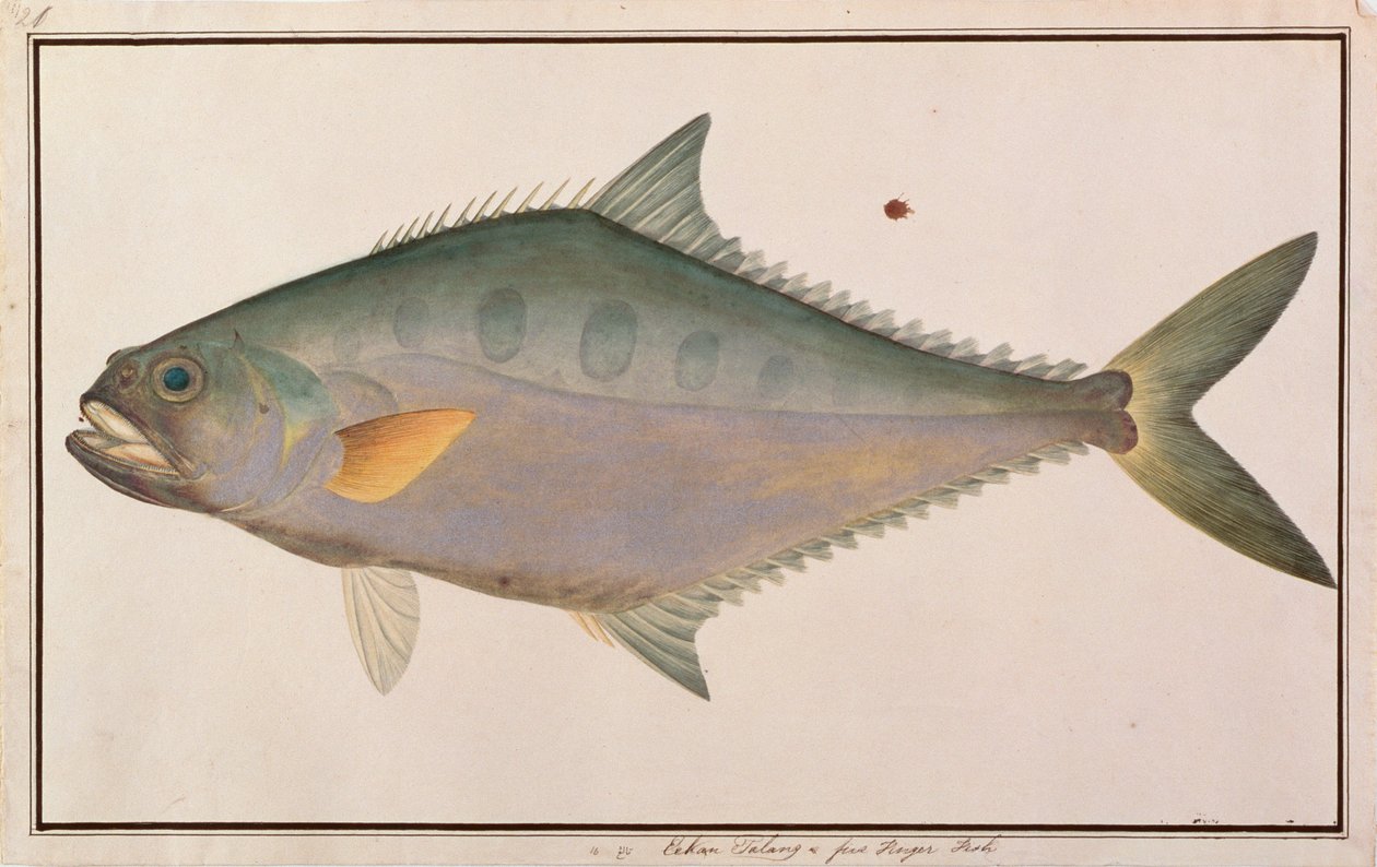 Talang Queenfish, fra Drawings of Fishes from Malacca, ca. 1805-18 (wc på papir) af Chinese School