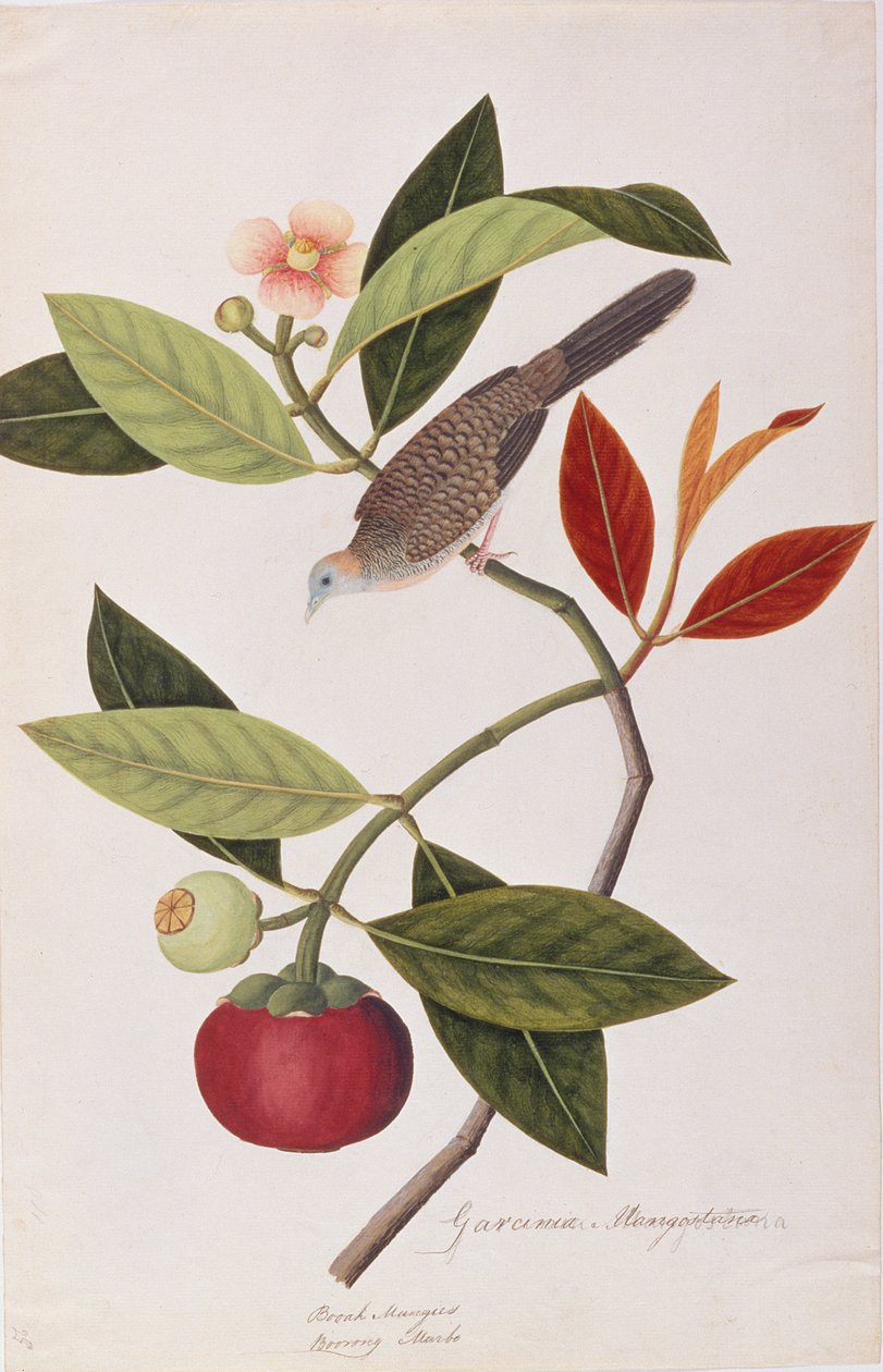 Zebradue, fra tegninger af fugle fra Malacca, ca. 1805-18 (wc på papir) af Chinese School