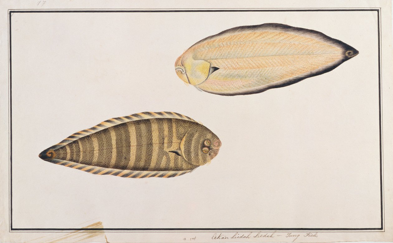 Zebra Sole, fra tegninger af fisk fra Malacca, ca. 1805-18 (wc på papir) af Chinese School