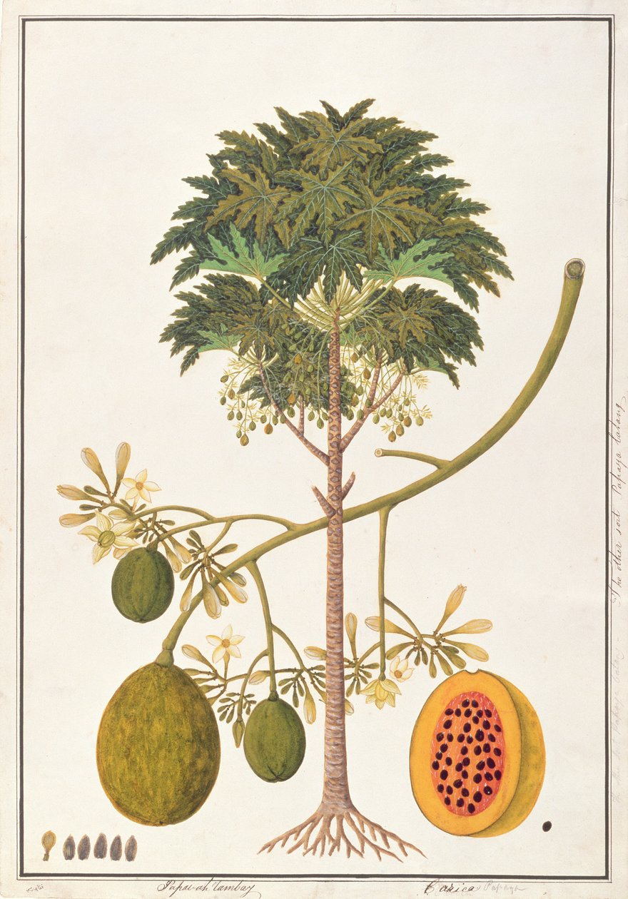 dapai-ah Tambay eller Carica, fra tegninger af planter fra Malacca, ca. 1805-18 (wc på papir) af Chinese School
