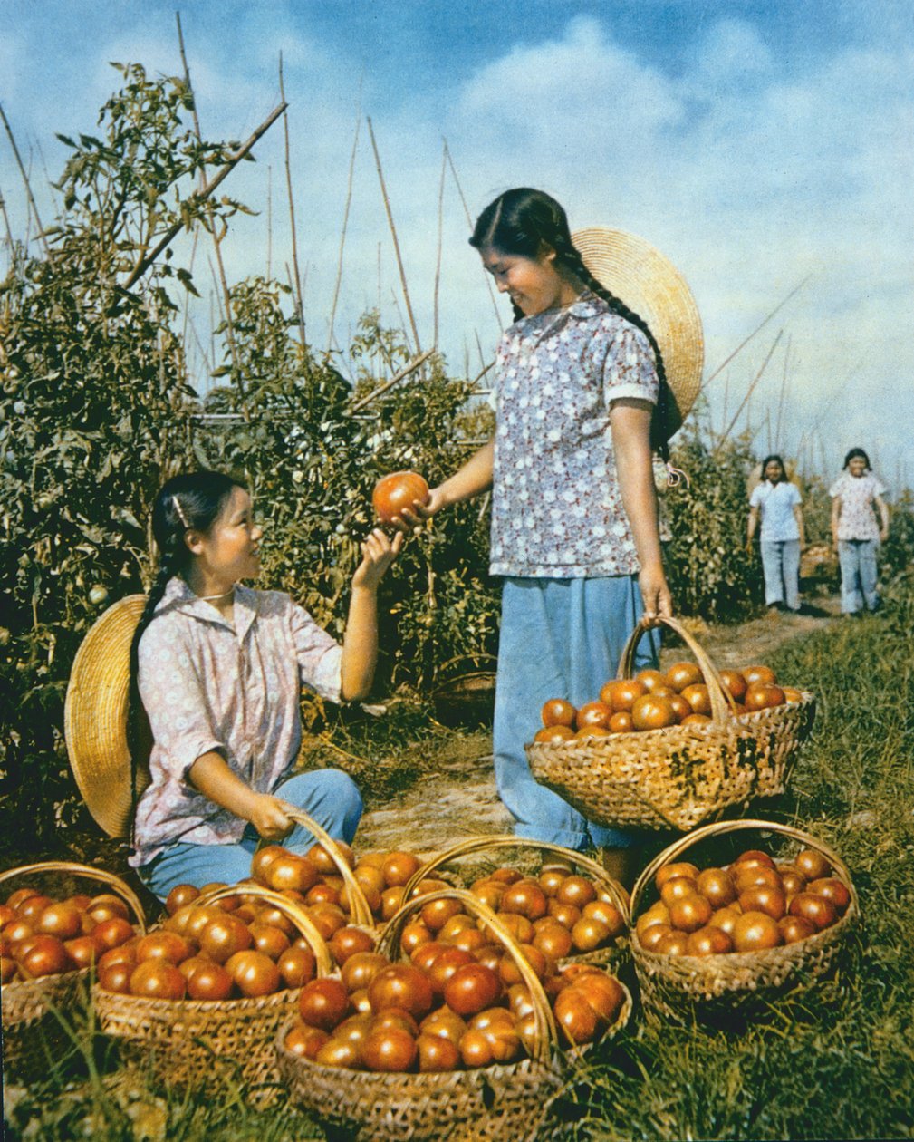 Kinesisk fødevareproduktion: modne tomater af Chinese Photographer