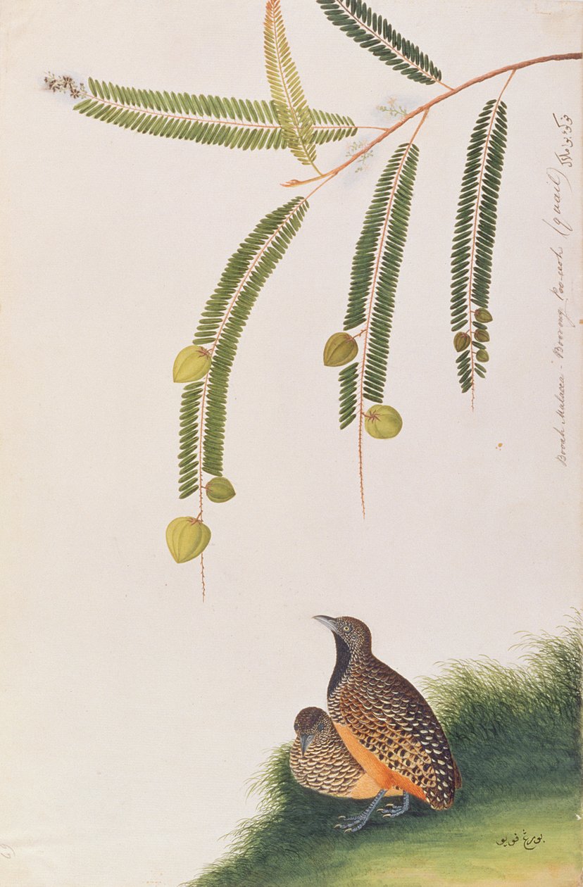 Barred Buttonquail, fra Tegninger af Fugle fra Malacca, ca. 1805-18 (wc på papir) af Chinese School