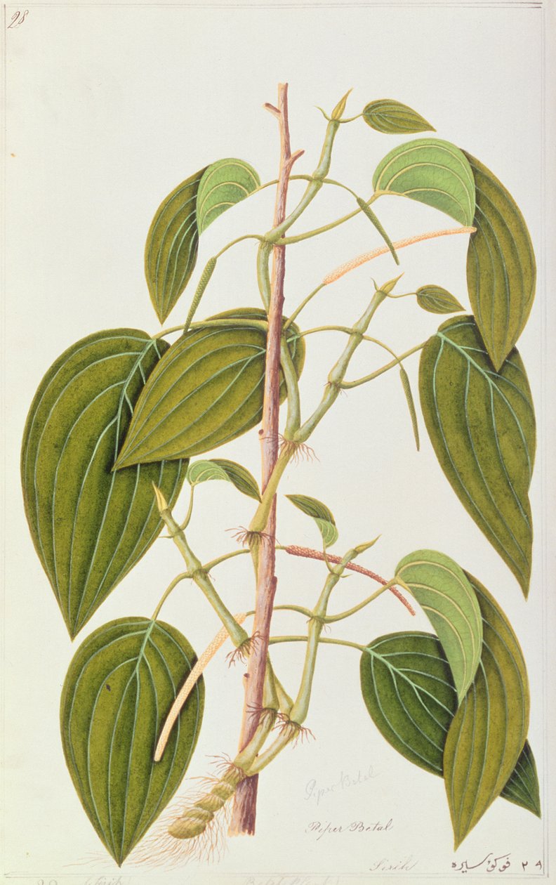 Betel Leaf, fra Fifty-Five Drawings of Medicinal Plants of Malacca, bind 1, c.1805-18 (wc på papir) af Chinese School