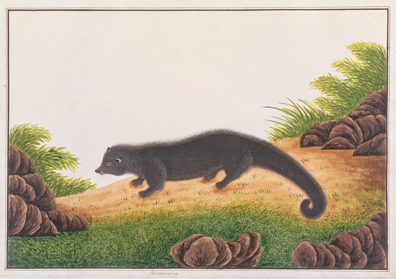 Binturong, fra tegninger af dyr, insekter og krybdyr fra Malacca, ca. 1805-18 (wc & gouache på papir) af Chinese School
