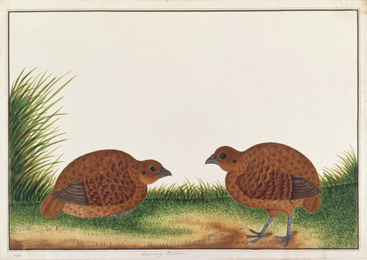 Sort Agerhøne, fra Tegninger af Fugle fra Malacca, ca. 1805-18 (wc på papir) af Chinese School