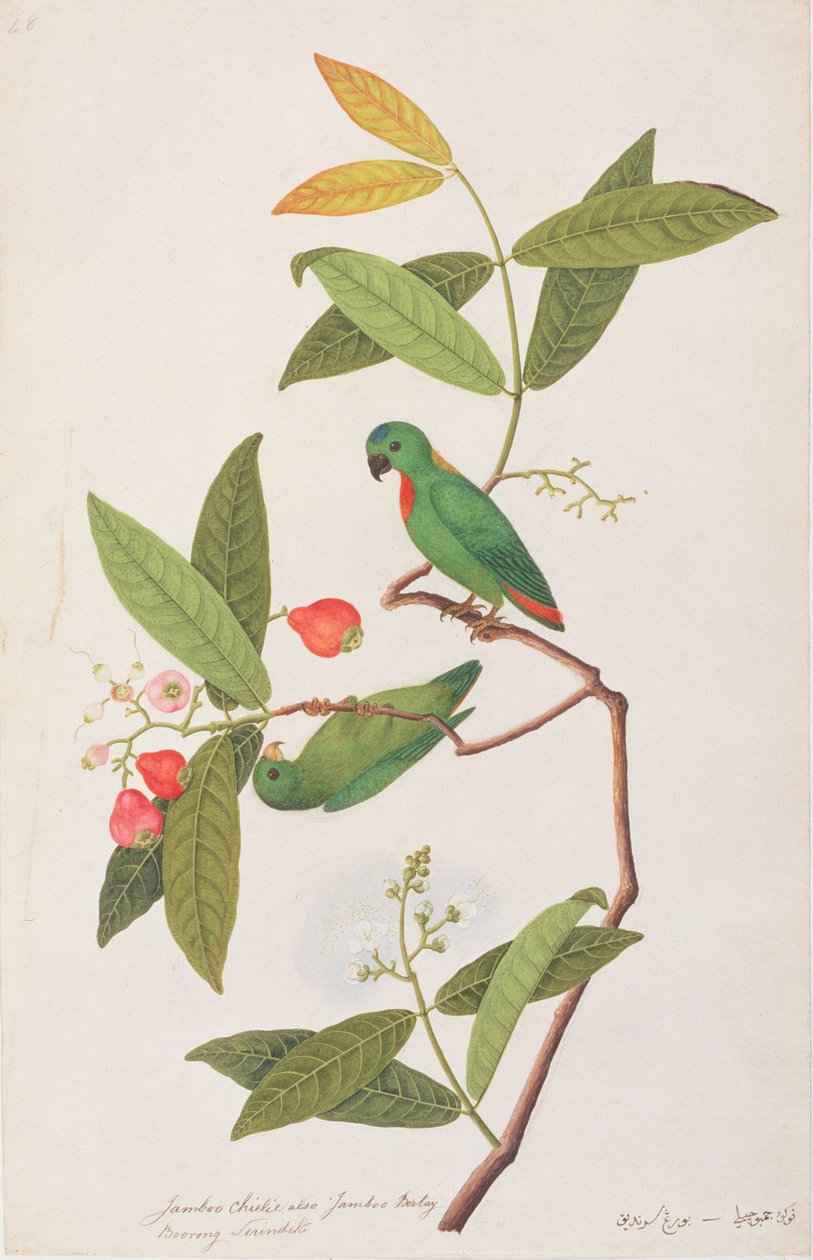 Blåkronet hængende papegøje, fra tegninger af fugle fra Malacca, ca. 1805-18 (wc på papir) af Chinese School