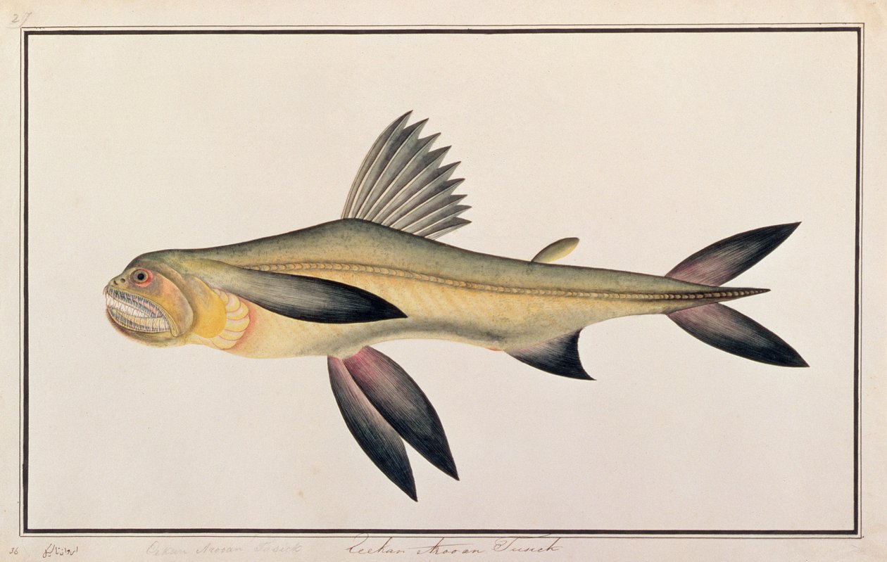 Bombay Duck, fra tegninger af fisk fra Malacca, ca. 1805-18 (wc på papir) af Chinese School