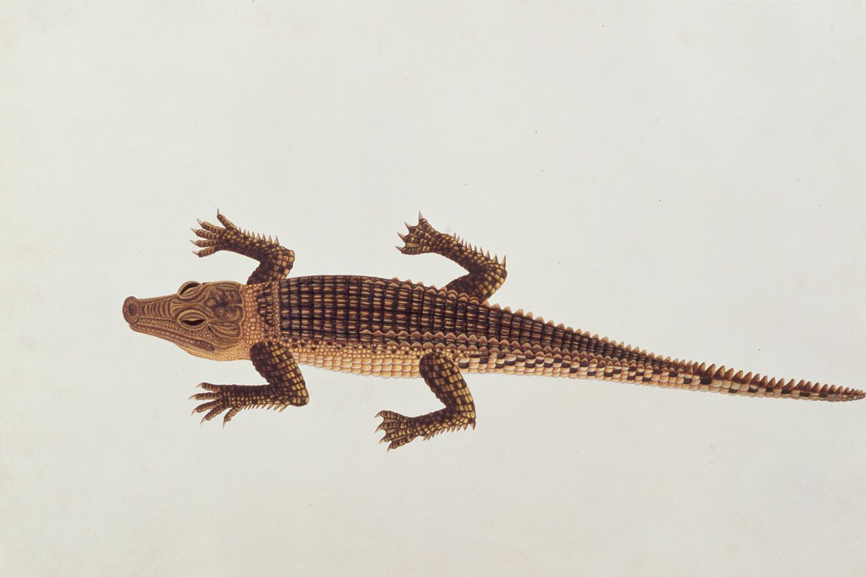 Boo-ay-ah Alligator, fra tegninger af dyr, insekter og krybdyr fra Malacca, ca. 1805-18 (wc og gouache på papir) af Chinese School