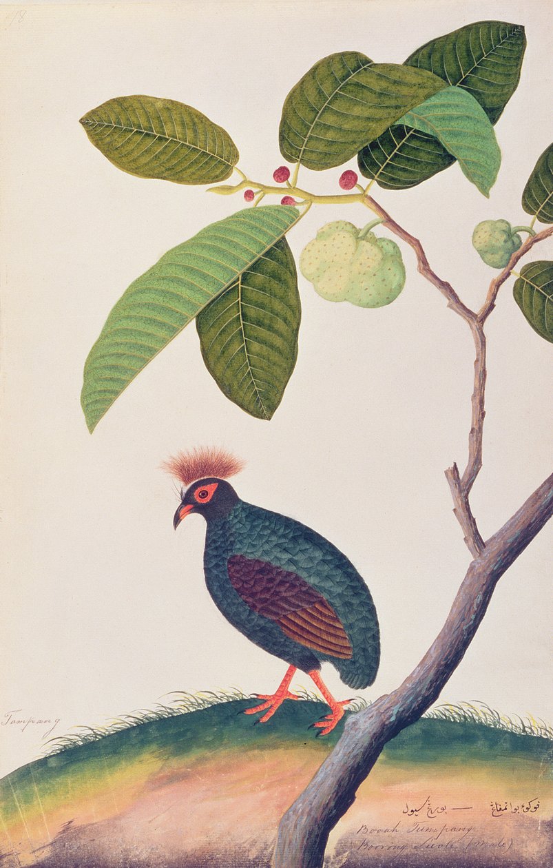 Booah Tumpang, fra Tegninger af fugle fra Malacca, ca. 1805-18 (wc på papir) af Chinese School