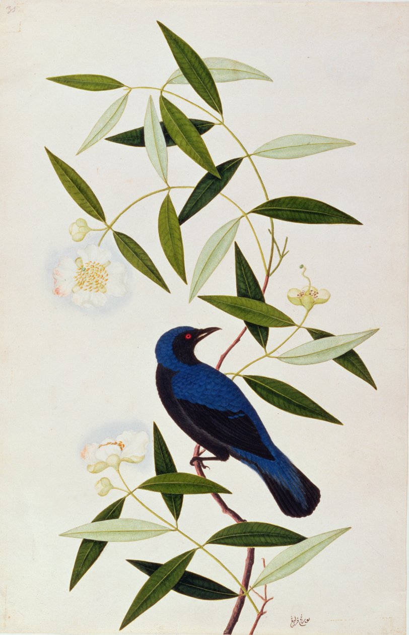 Boorah Farleeh, fra Drawings of Birds from Malacca, ca. 1805-18 (wc på papir) af Chinese School