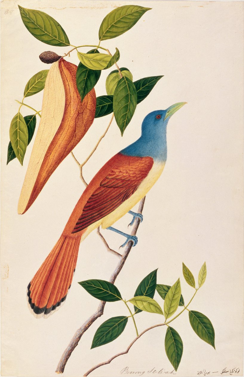 Boorong Seli-ah, fra Tegninger af fugle fra Malacca, ca. 1805-18 (wc på papir) af Chinese School