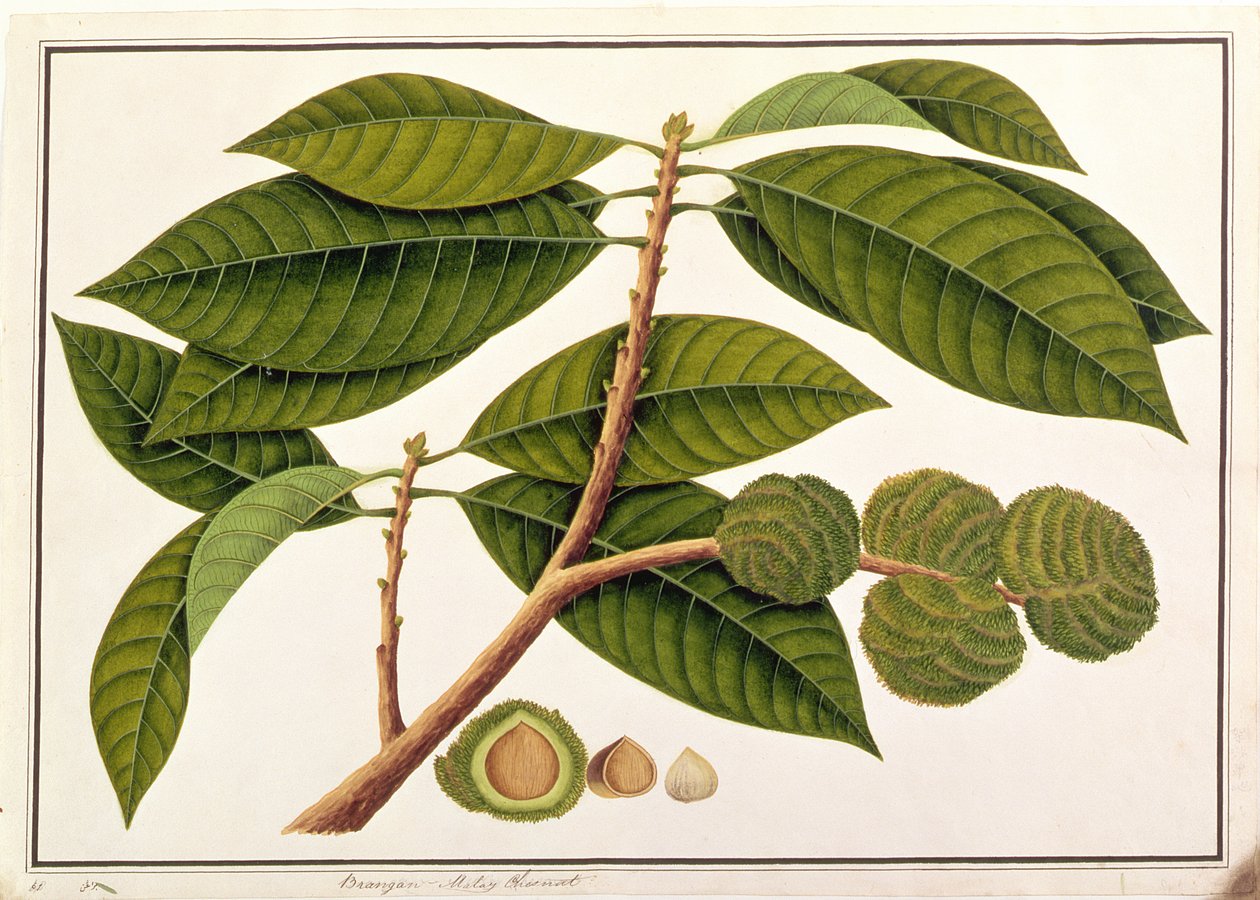 Brangam eller malaysisk kastanje, fra tegninger af planter fra Malacca, ca. 1805-18 (wc på papir) af Chinese School