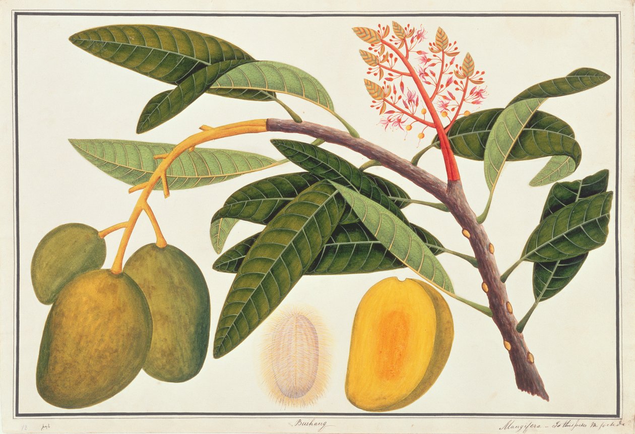 Buihang Mangifera, fra tegninger af planter fra Malacca, ca. 1805-18 (wc på papir) af Chinese School