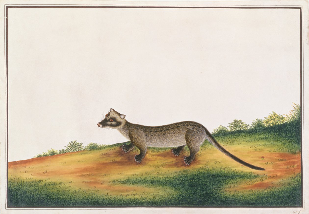 Almindelig palmecivet, fra tegninger af dyr, insekter og krybdyr fra Malacca, ca. 1805-18 (gouache og wc på papir) af Chinese School