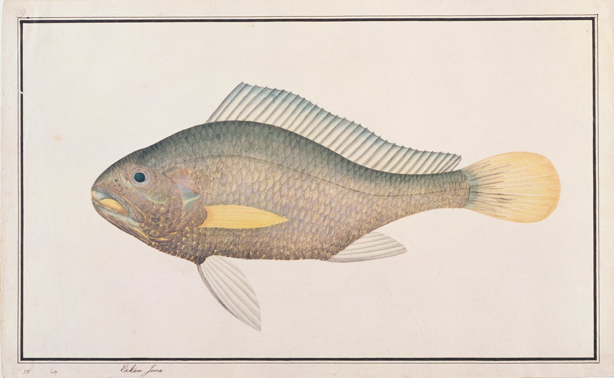 Croaker, fra tegninger af fisk fra Malacca, ca. 1805-18 (wc på papir) af Chinese School