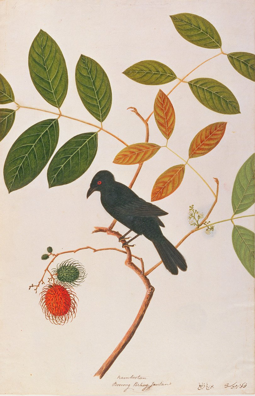 Kragenæbsdrongo, fra tegning af fugle fra Malacca, ca. 1805-18 (wc på papir) af Chinese School