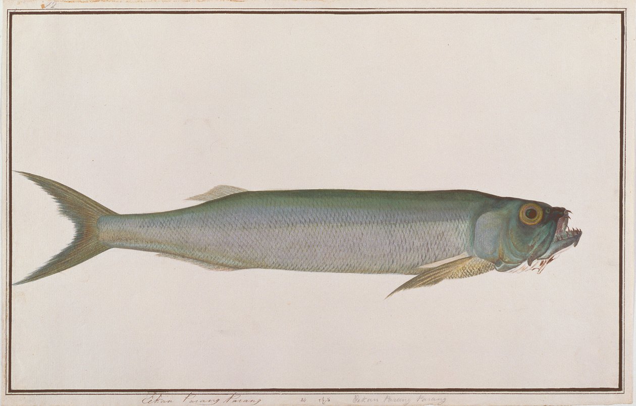 Dorab Wolf-sild, fra tegninger af fisk fra Malacca, ca. 1805-18 (wc på papir) af Chinese School