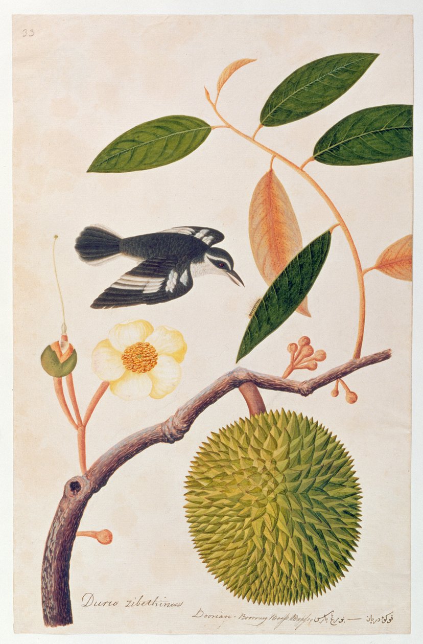Durie zibethinus, Dorrian eller Boorong Messing Messing, fra Tegninger af Fugle fra Malacca, ca. 1805-18 (wc på papir) af Chinese School
