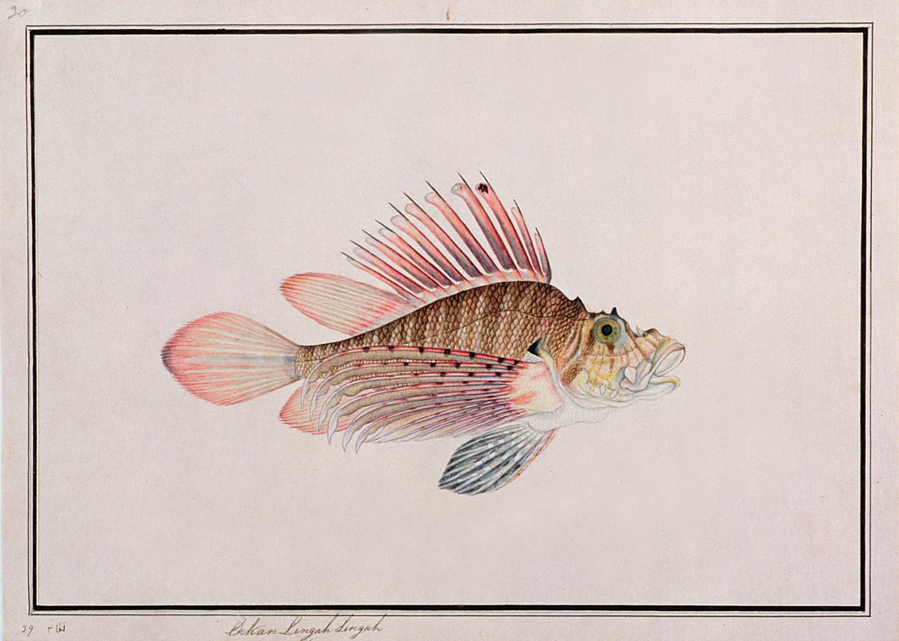 Eekan Linqah Singah, fra Drawings of Fishes from Malacca, ca. 1805-18 (wc på papir) af Chinese School