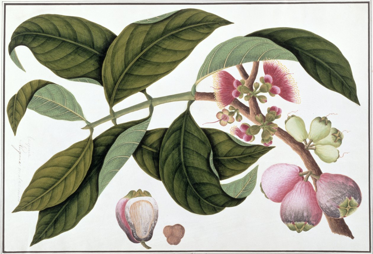 Eugenia eller Jamboo Teloie poote, fra Tegninger af planter fra Malacca, ca. 1805-18 (wc på papir) af Chinese School