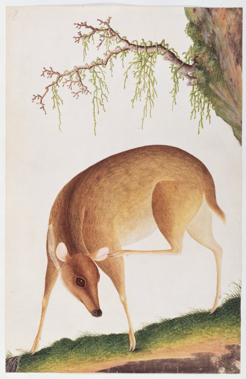 Fawn, fra tegninger af dyr, insekter og krybdyr fra Malacca, ca. 1805-18 (wc og gouache på papir) af Chinese School