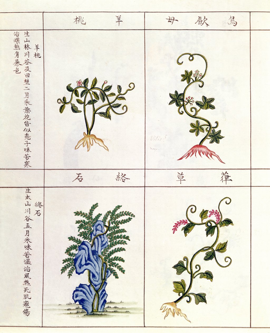 Fire planter fra en Pen Tsao, en samling af lægeplanter, 18.-19. århundrede af Chinese School