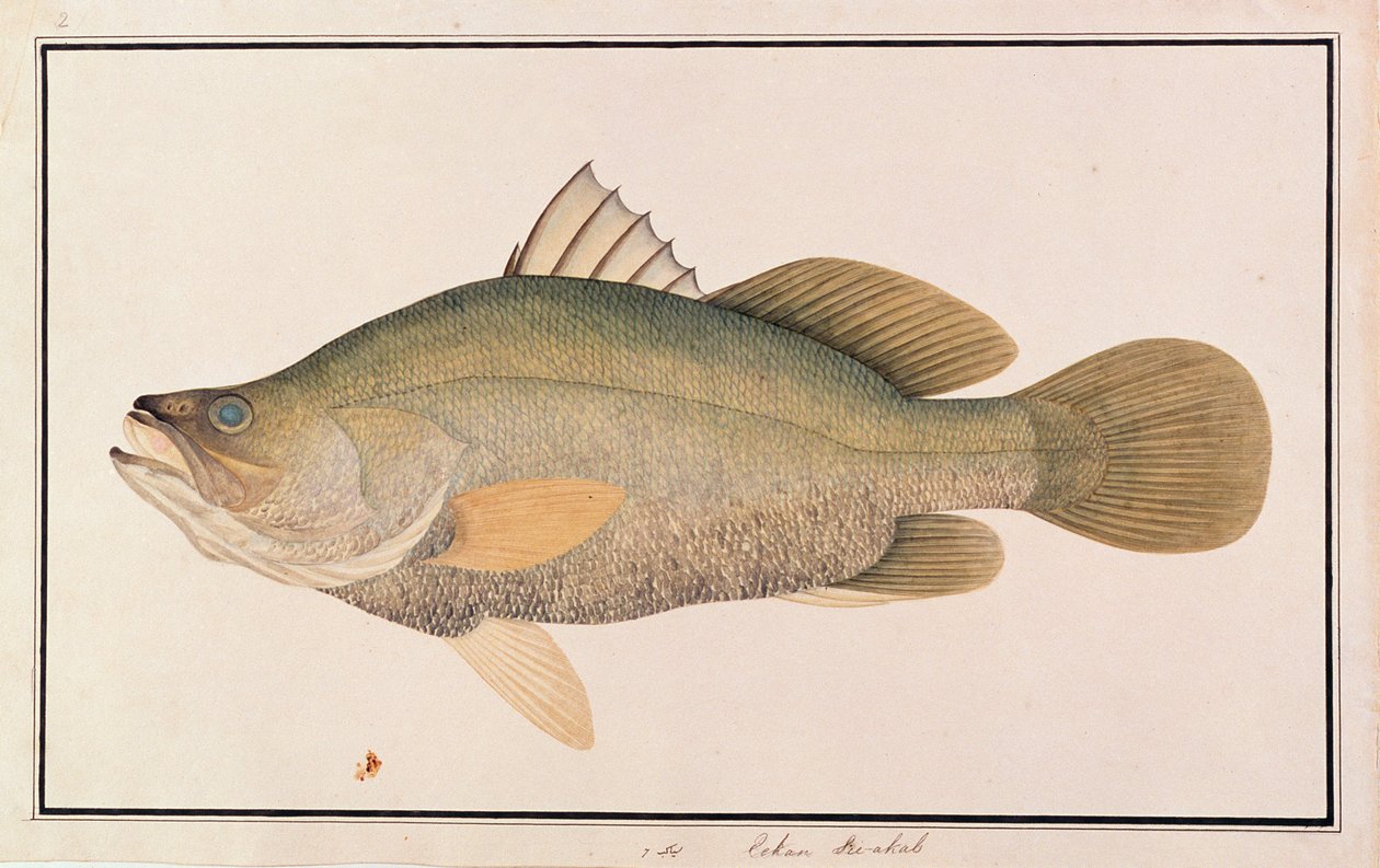 Kæmpe aborre, fra tegninger af fisk fra Malacca, ca. 1805-18 (wc på papir) af Chinese School