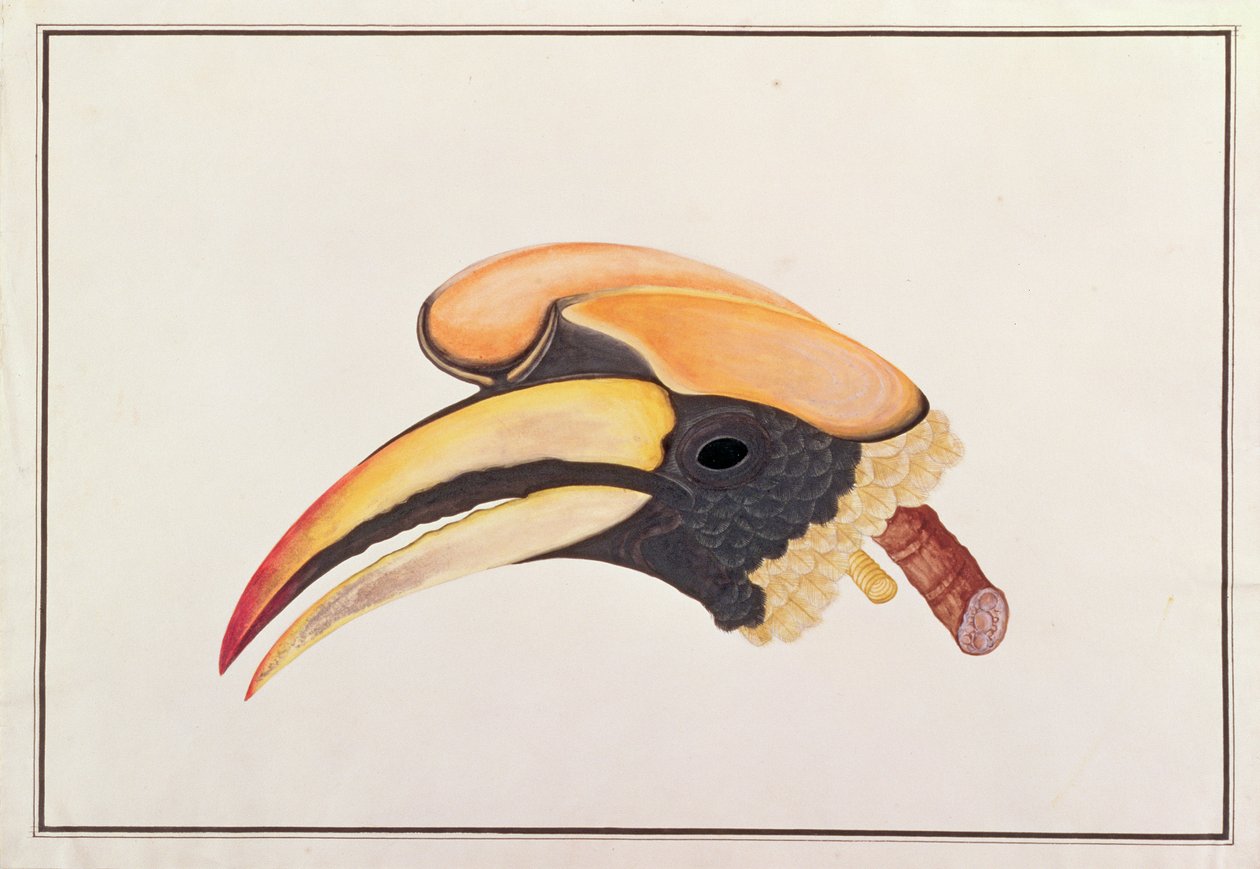Stor næsehornsfugl, fra tegninger af fugle fra Malacca, ca. 1805-18 (wc på papir) af Chinese School