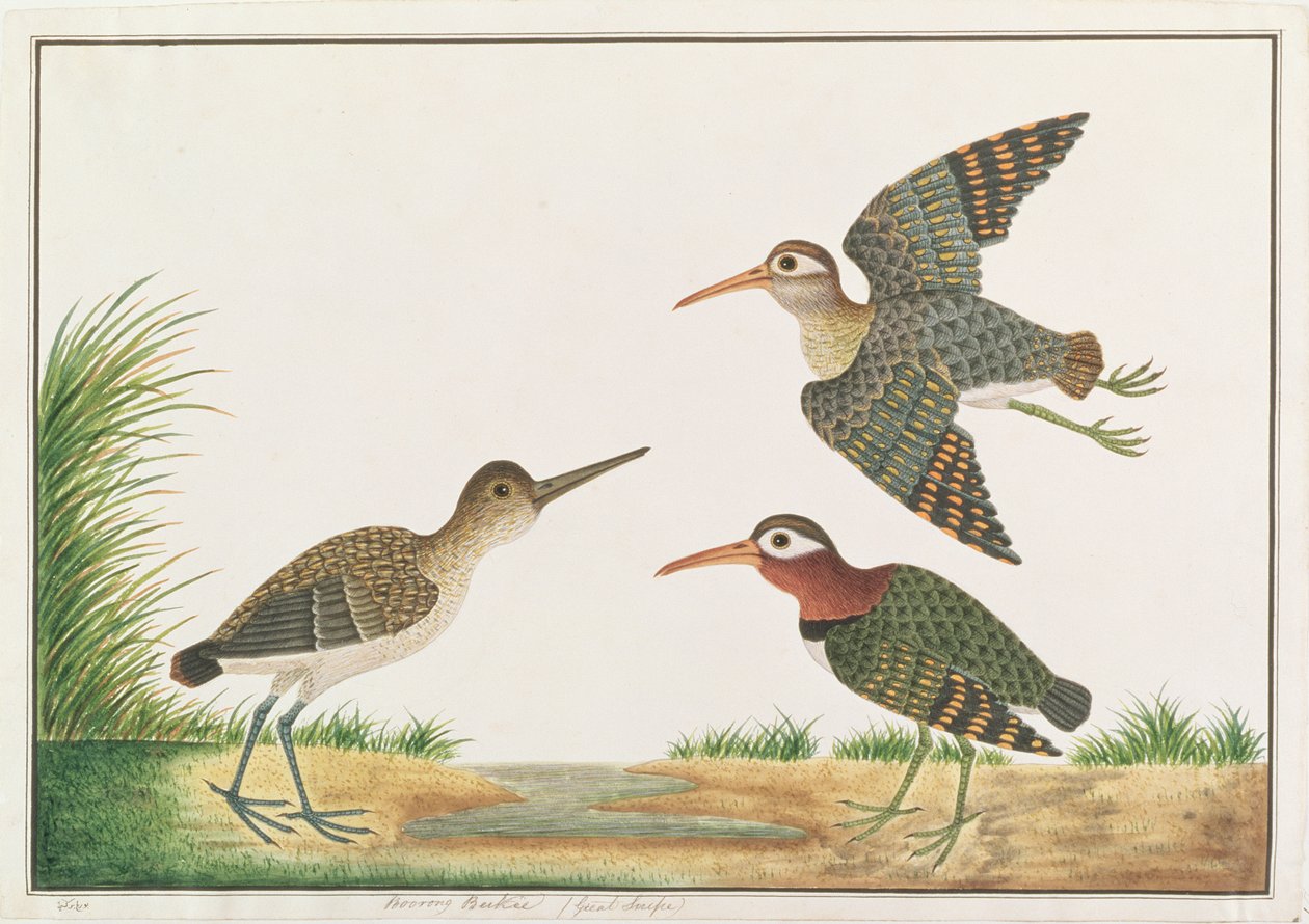 Større malet-snipe, fra tegninger af fugle fra Malacca, ca. 1805-18 (wc på papir) af Chinese School