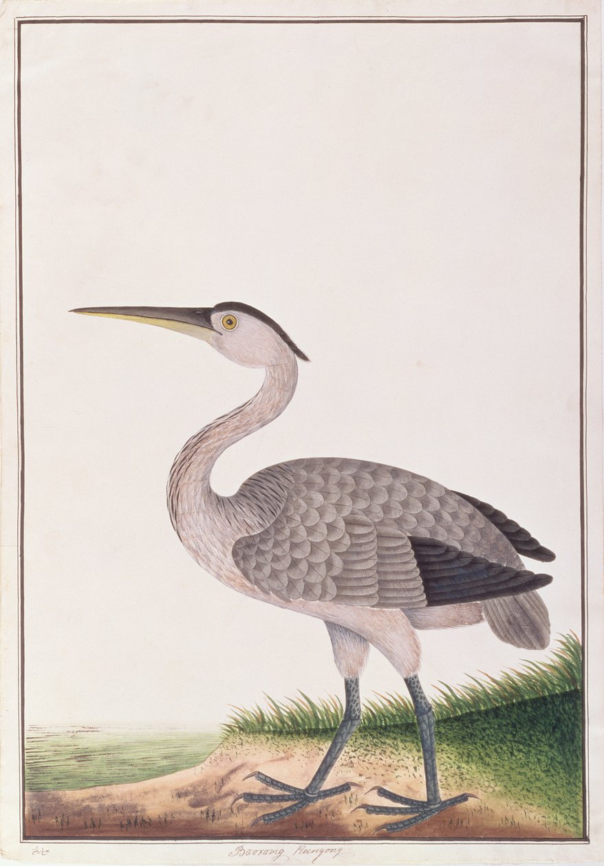 Grey Heron, fra Tegninger af Fugle fra Malacca, ca. 1805-18 (wc på papir) af Chinese School