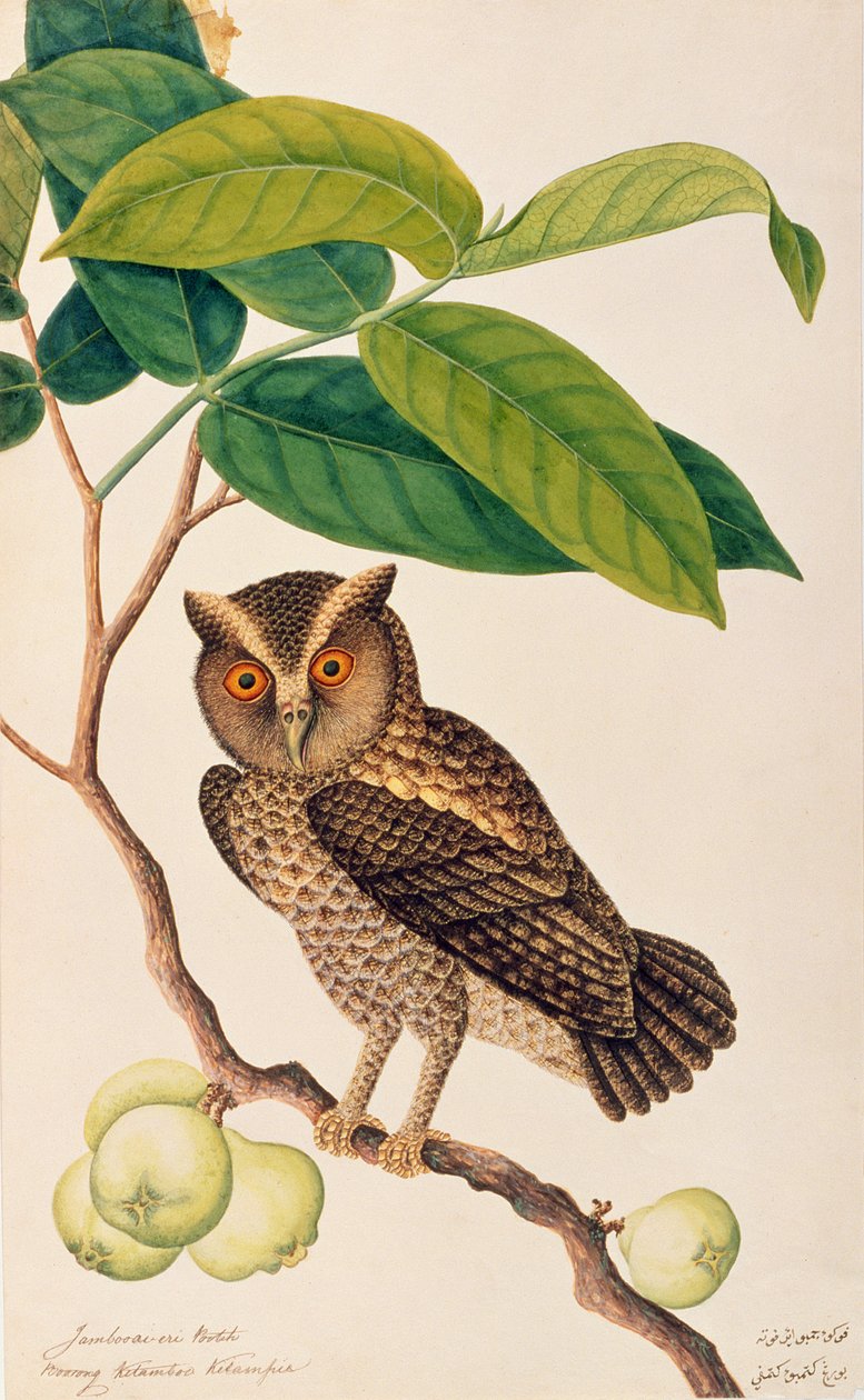 Jambooai-eri Pootih, Boorong Ketamboo Ketampin, fra Tegninger af fugle fra Malacca, ca. 1805-18 (wc på papir) af Chinese School