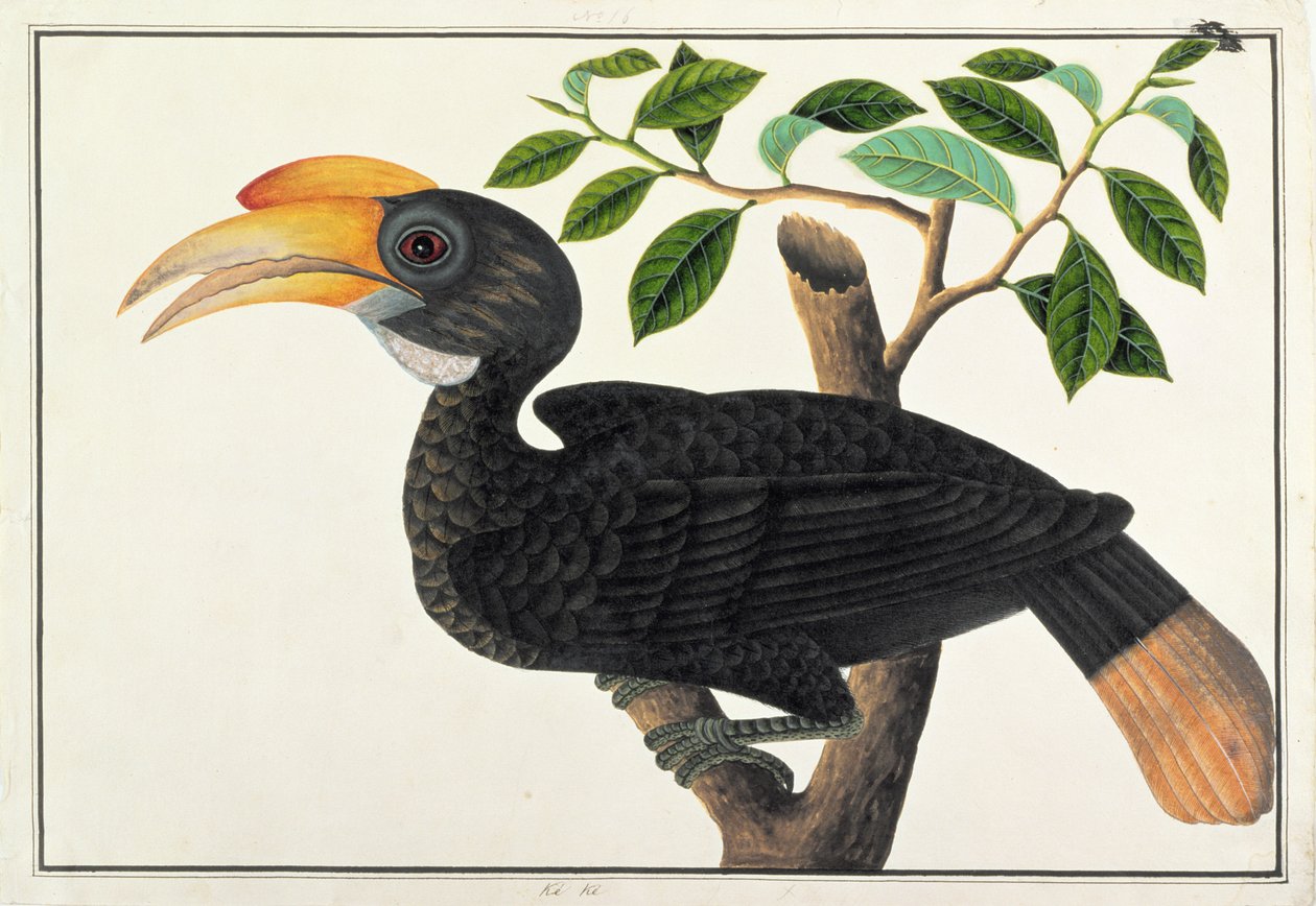 Ke ke, fra Tegninger af Fugle fra Malacca, ca. 1805-18 (wc på papir) af Chinese School