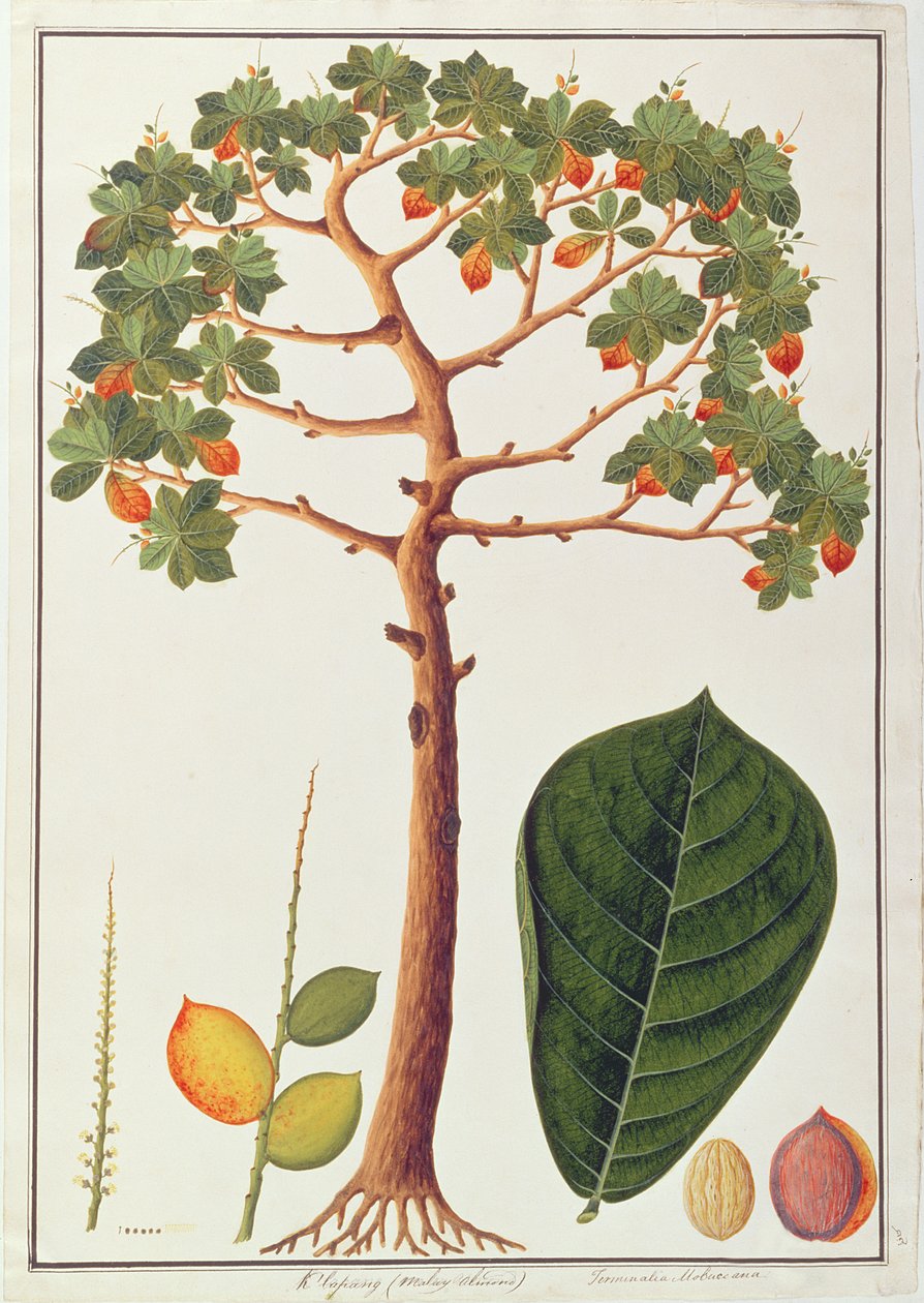 Klapang Terminalia Molucana eller malaysisk mandel, fra tegninger af planter fra Malacca, ca. 1805-18 (wc på papir) af Chinese School