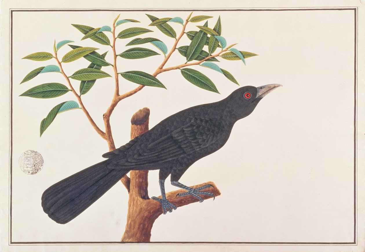 Koel, fra Tegninger af fugle fra Malacca, ca. 1805-18 (wc på papir) af Chinese School