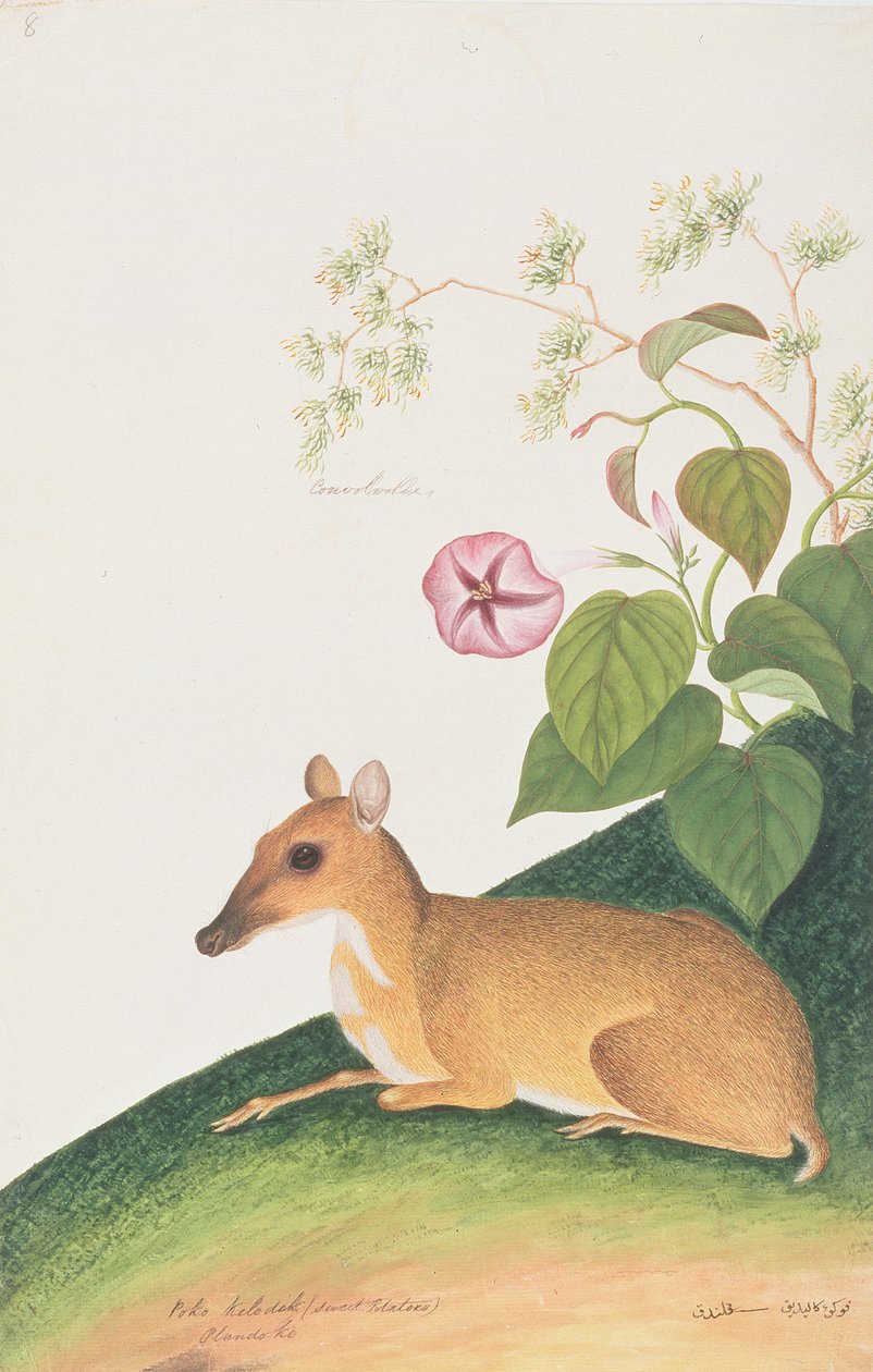 Lille musedeer, fra tegninger af dyr, insekter og krybdyr fra Malacca, ca. 1805-18 (wc & gouache på papir) af Chinese School